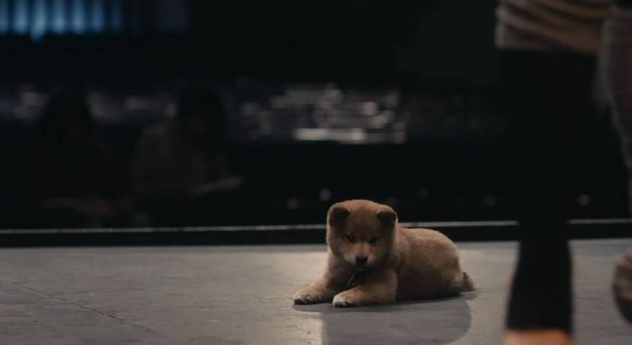忠犬八公是新电影吗?(陈冲导演的新电影)