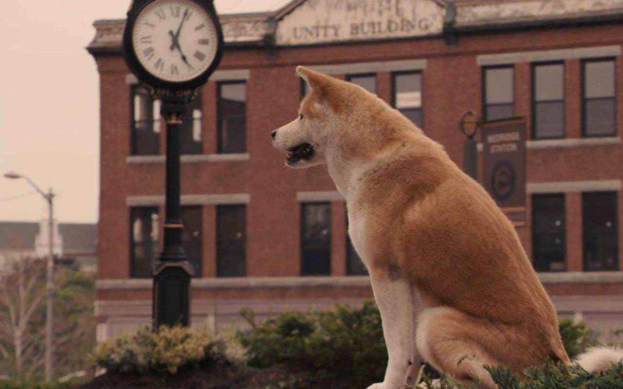 忠犬八公是哪国拍的电影，导演是谁？(忠犬八公导演拍的电影)