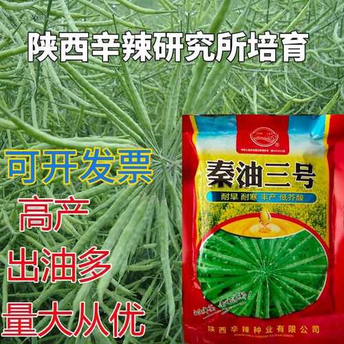 秦油2号菜籽种植时间?(80后脱口秀导演秦浇水多大)