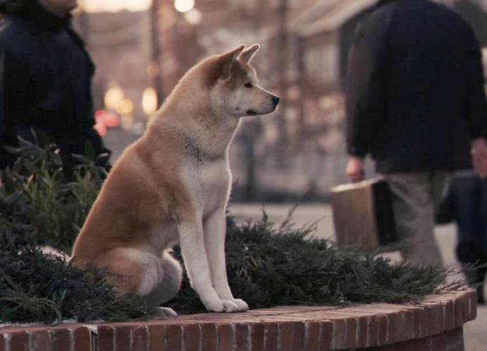 冯小刚拍完忠犬八公狗狗去哪里了?(忠犬八公导演新作)