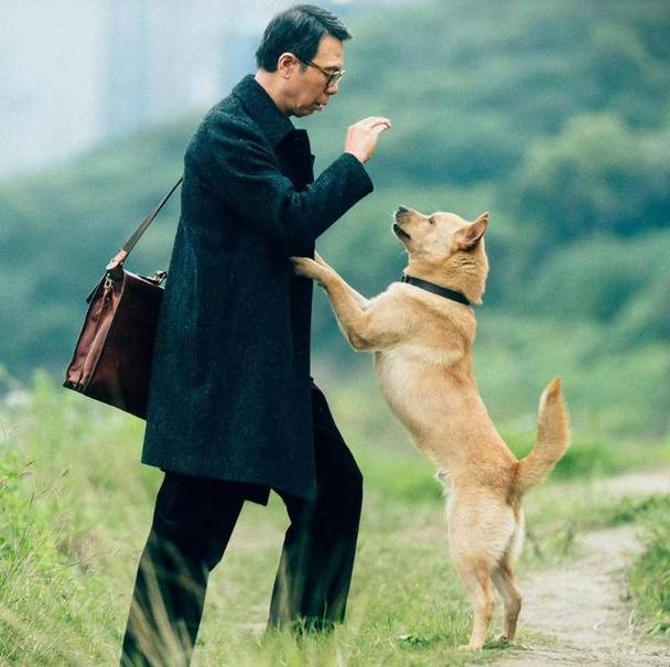 冯小刚拍完忠犬八公狗狗去哪里了?(忠犬八公导演新作)