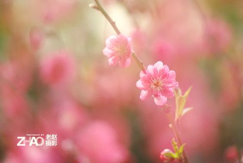 老赵与春桃是什么电视剧?(春桃 导演)