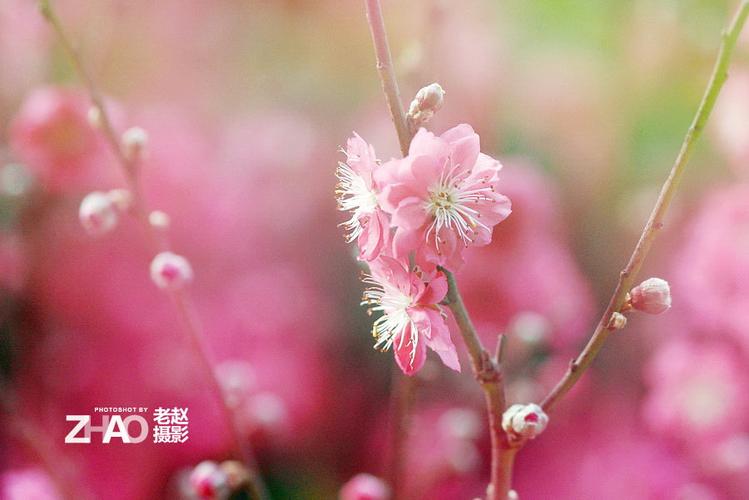老赵与春桃是什么电视剧？(春桃 导演)