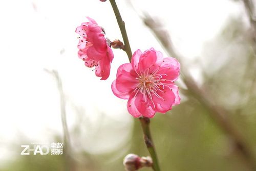 老赵与春桃是什么电视剧?(春桃 导演)