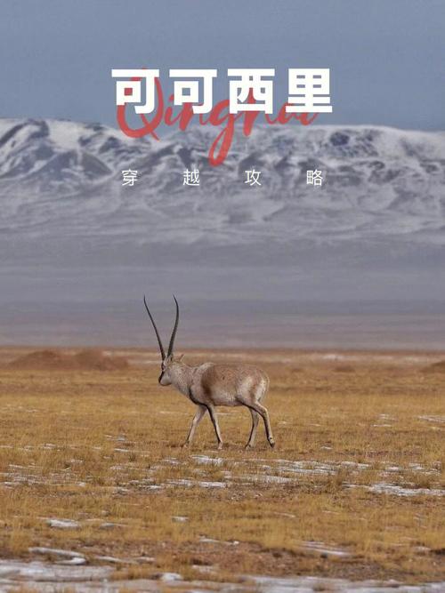 可可西里的原版故事?