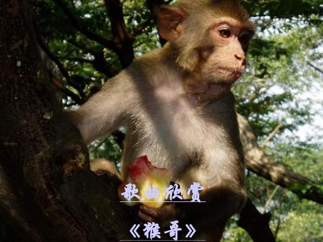 歌曲猴哥猴哥原唱?