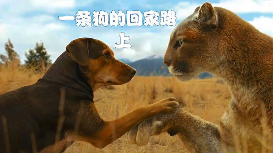 狗养大一只美洲豹电影叫什么?关于犬的都有什么电影和电视剧?