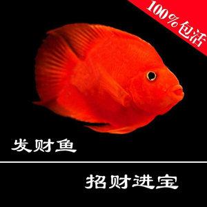 红财神中的明妃是谁？红财神鱼吃什么？ 