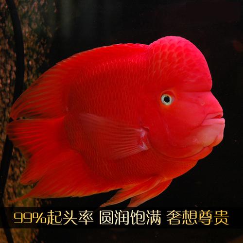 红财神中的明妃是谁?红财神鱼吃什么?
