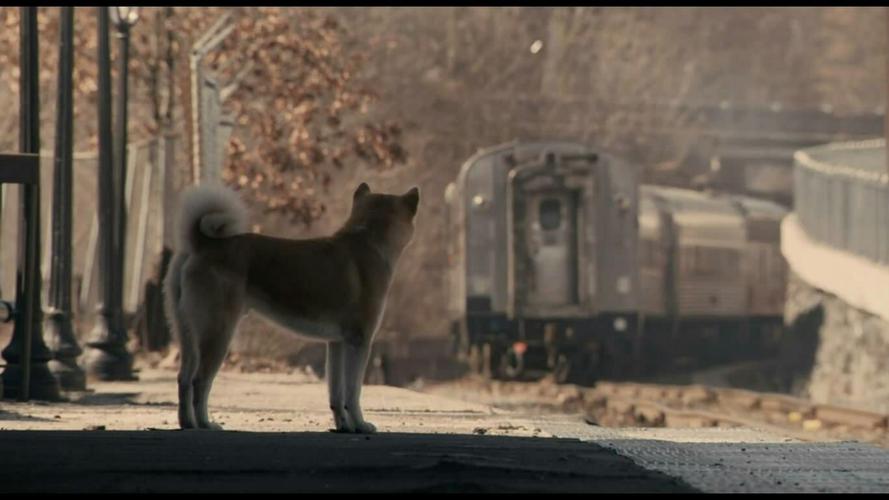 忠犬八公手机上什么时候能看?一条狗的使命的导演还导了哪些作品?