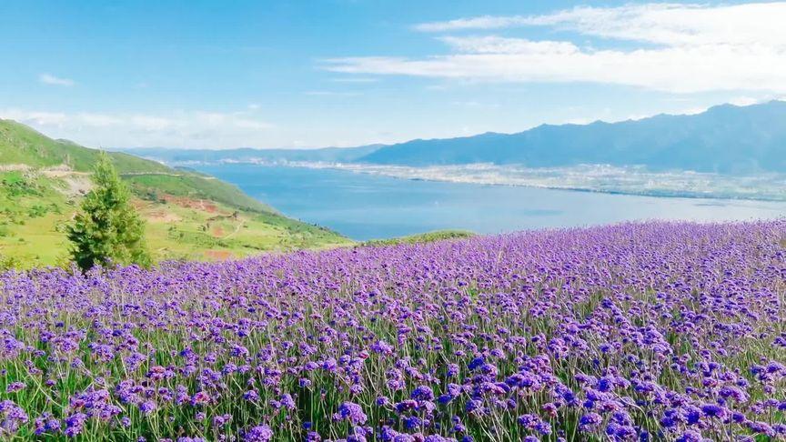 大理花海11月底有花吗？怎样才能准确的把握音符的时值？ 