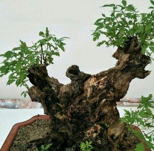 荆疙瘩盆景的栽培方法？佛教最经典的书籍有哪些？ 