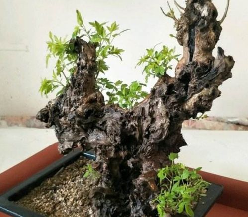 荆疙瘩盆景的栽培方法?佛教最经典的书籍有哪些?