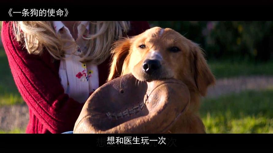 求动物与人的好看、经典电影？五眼联盟电影？ 