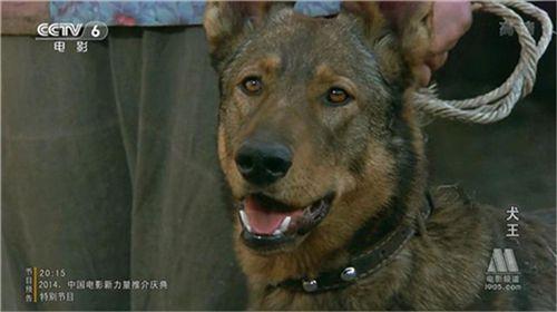 赵传奇原本是谁?犬王的导演?