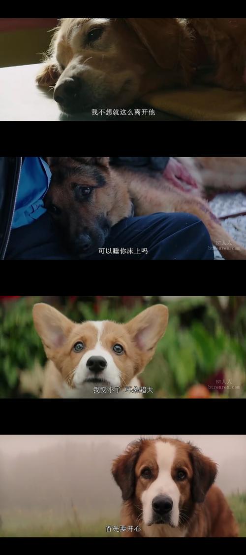 一条狗的使命的导演是谁?一条狗的使命导演还演过什么?