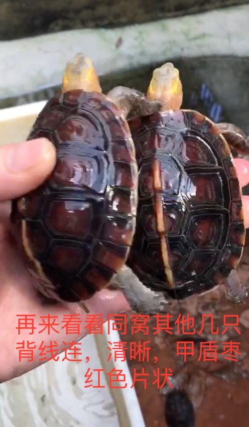 台缘，安缘哪一个好养？为什么差价呢么大？红苹果乐园最后萧晴是和谁的？ 