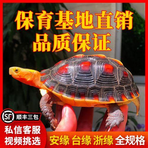 台缘,安缘哪一个好养?为什么差价呢么大?红苹果乐园最后萧晴是和谁的?