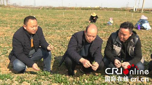 秦油2号种植方法？（秦浇水导演老婆）