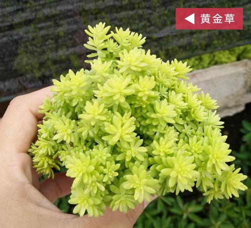 黄金草长多大？（黄金草导演）