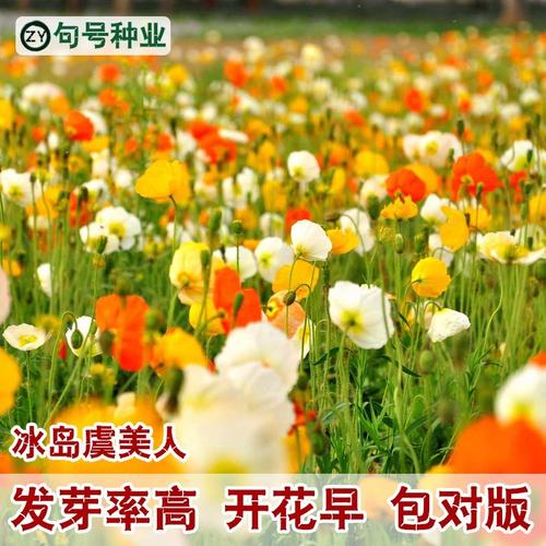 大花玉美人怎么养？（玉美人导演）