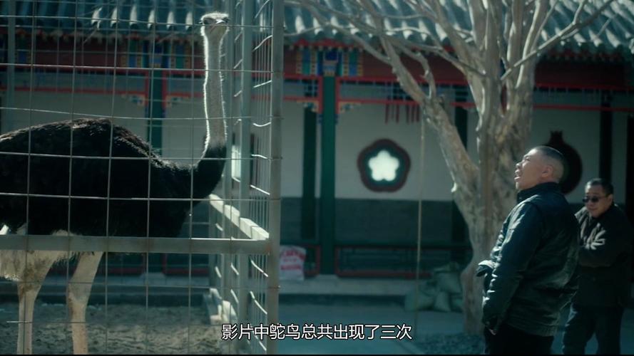 代号鸵鸟是什么剧？（女导演 北京老炮）