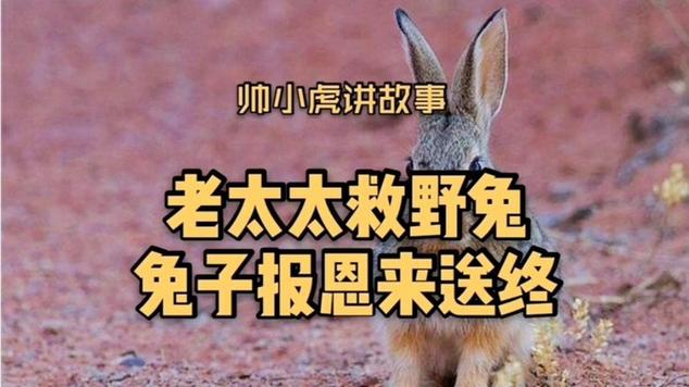 日本兔子来报恩主演?(日本导演纪录片田)