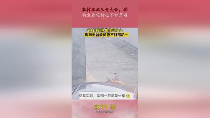 汪汪队开大会配音作者?(武向彤 配音导演)