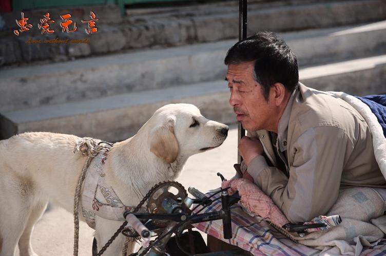 忠爱无言2为什么看不了？（忠爱无言导演）