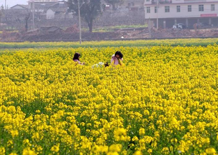 油菜花香滴血认亲后续?(油菜花香剧情介绍)