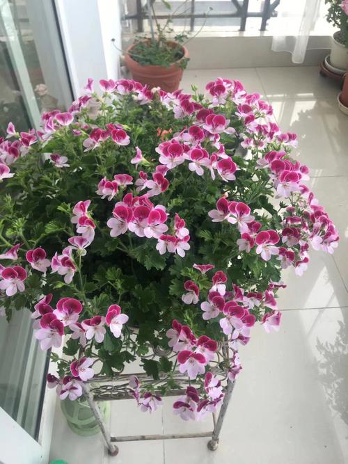 天竺葵天使之眼的优缺点？（天使之眼剧情介绍）