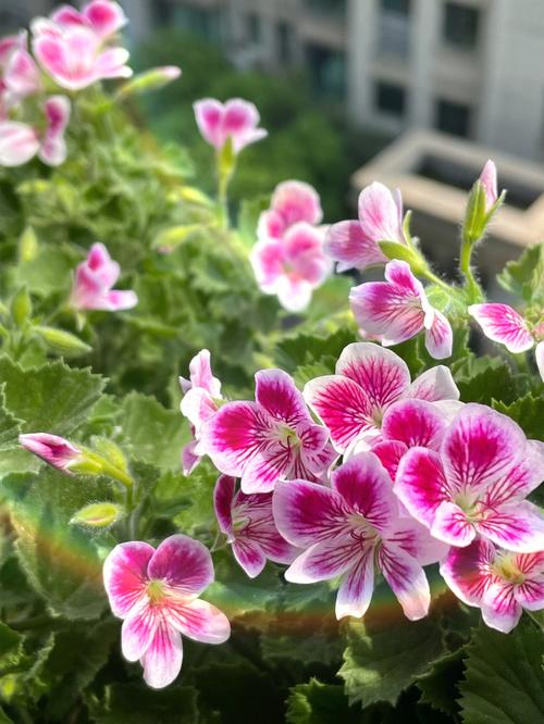 天竺葵天使之眼的优缺点?(天使之眼剧情介绍)