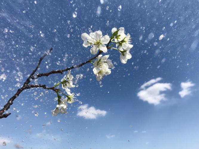 电视剧，花开花落，淑花扮演者？（花落花开剧情介绍淑花）