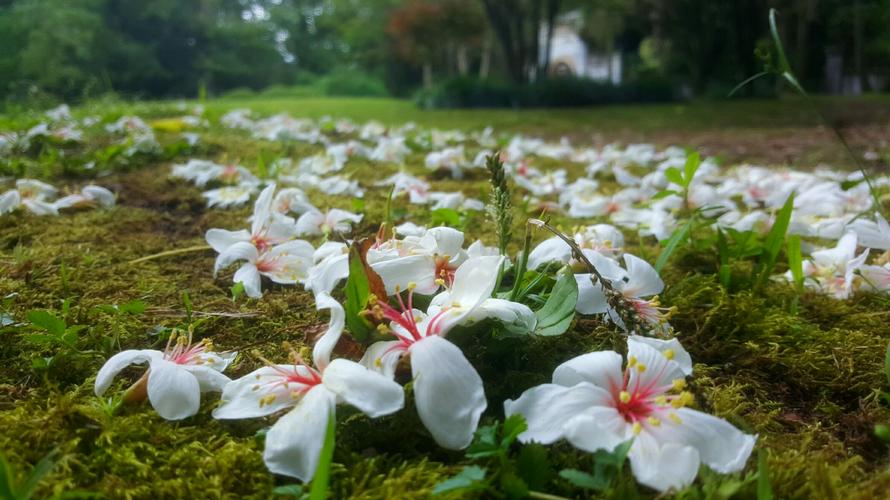电视剧,花开花落,淑花扮演者?(花落花开剧情介绍淑花)