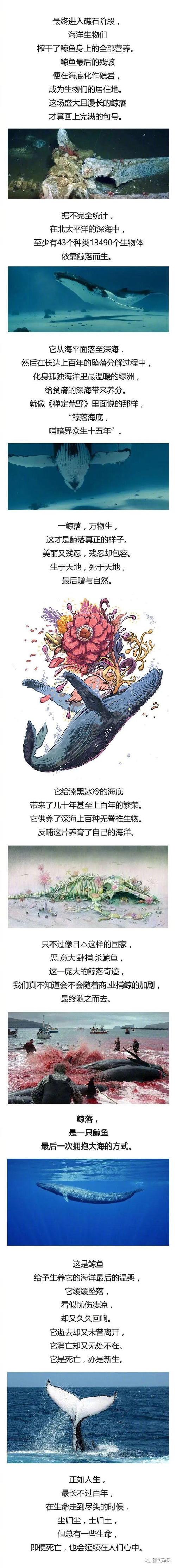 一鲸落万物生一念山河成一念百草生表达了什么?(万物生长剧情介绍)
