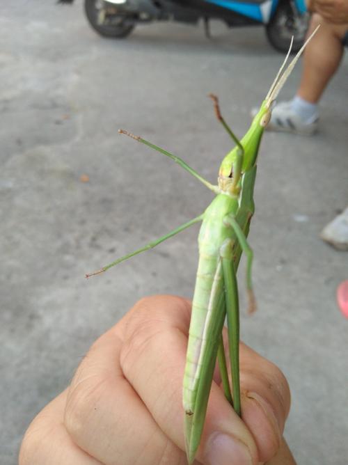 一群人在峡谷底被巨型蝗虫和巨型蠕虫杀死的电影是什么?(电视剧蚂蚱剧情介绍)