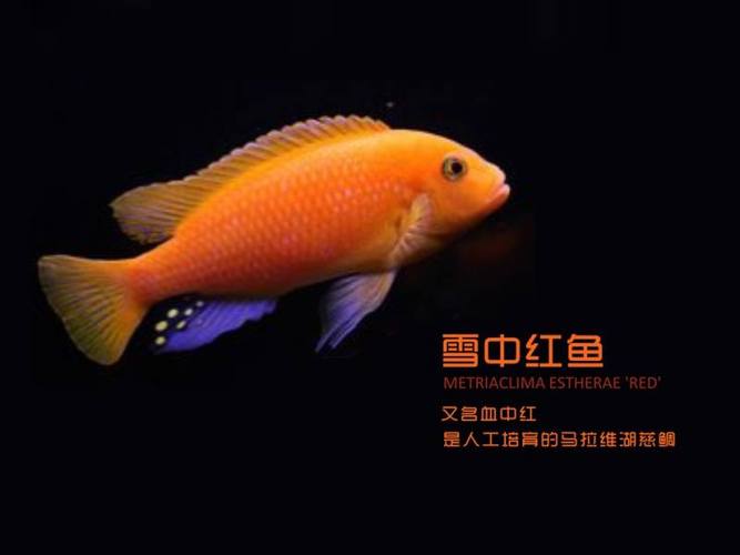雪中红慈鲷多大变色?(雪中红剧情介绍)