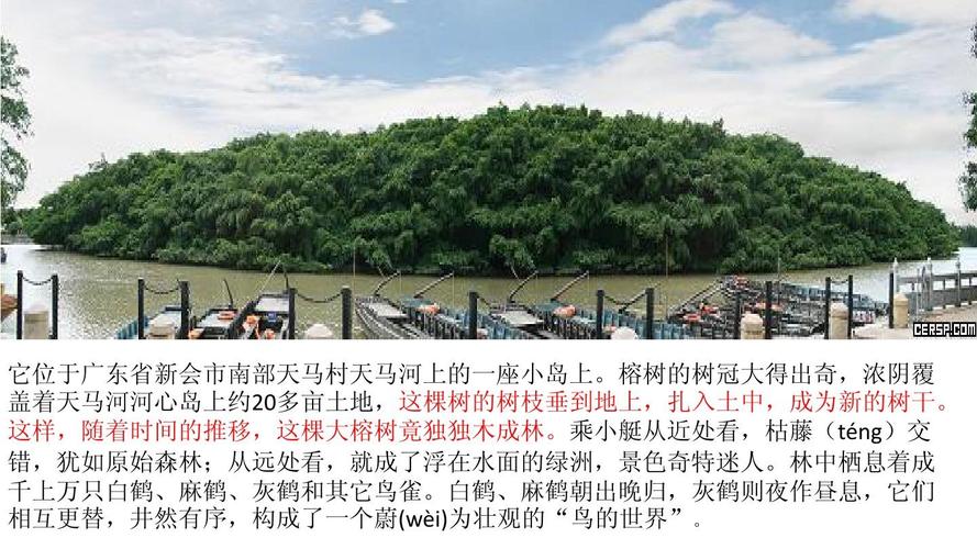 鸟的天堂榕树资料？（天堂的树剧情介绍）