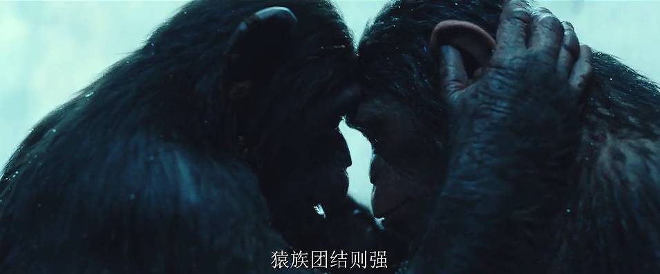 猩球崛起3详细剧情介绍？（决战猩球剧情介绍）