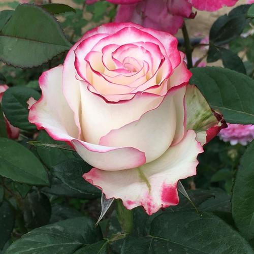 甜蜜的诱惑月季优缺点？（甜蜜的诱惑剧情介绍）