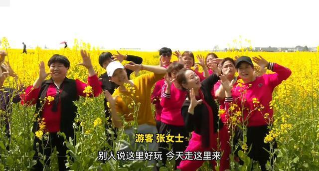 油菜花电视剧故事情节?(油菜花开剧情介绍)