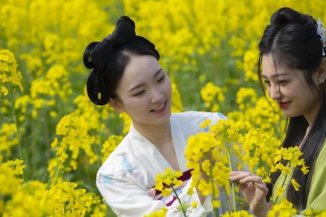 油菜花电视剧故事情节?(油菜花开剧情介绍)
