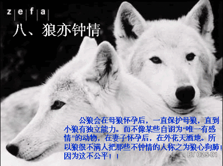 狼为什么就训不服请解答？（兽性难驯剧情详细介绍）