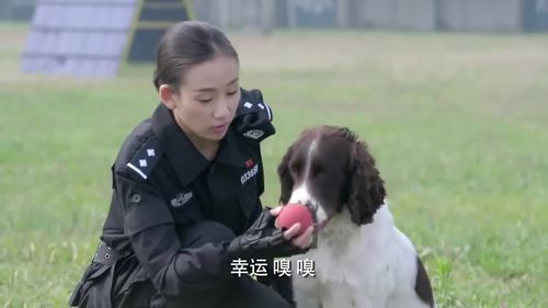 警花与警犬第几集被狗贩子抓走?(警花与警犬剧情介绍电视猫)