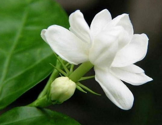 茉莉最后回来了吗?(苿莉介绍剧情)