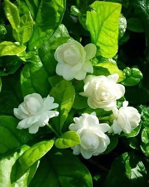 茉莉最后回来了吗?(苿莉介绍剧情)