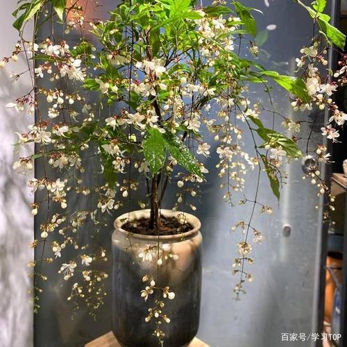 茉莉最后回来了吗？（苿莉介绍剧情）
