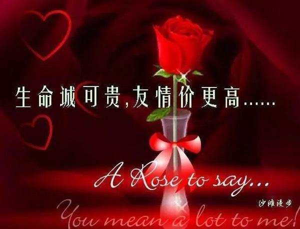 友情诚可贵意思?(情诚 剧情介绍)