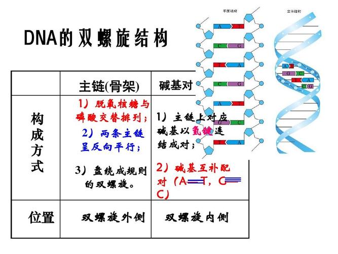 DNA双螺旋结构的基本内容？（双螺旋 剧情介绍）