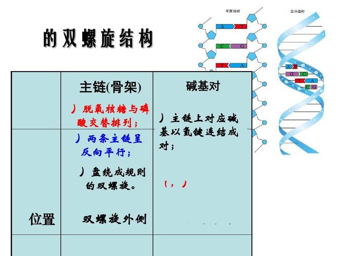 DNA双螺旋结构的基本内容?(双螺旋 剧情介绍)